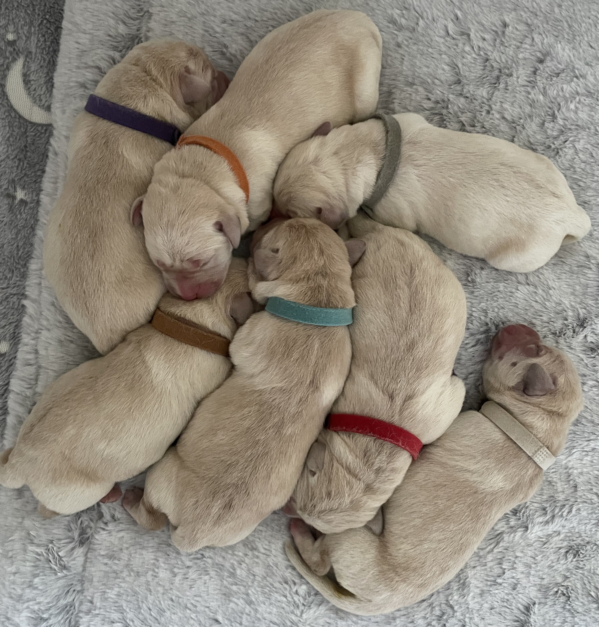 Alle B of Gillbrook 2025 11 30 20