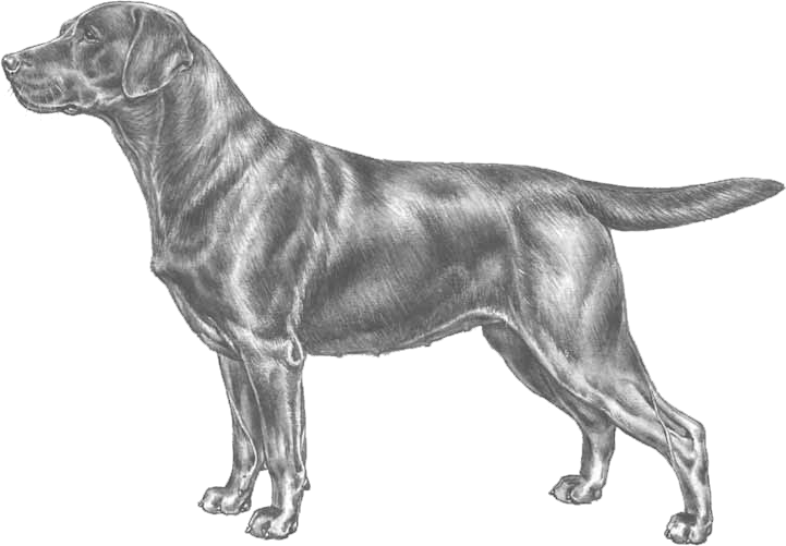 FCI Labrador Retriever
