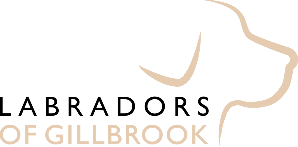 LABRADORS OF GILLBROOK